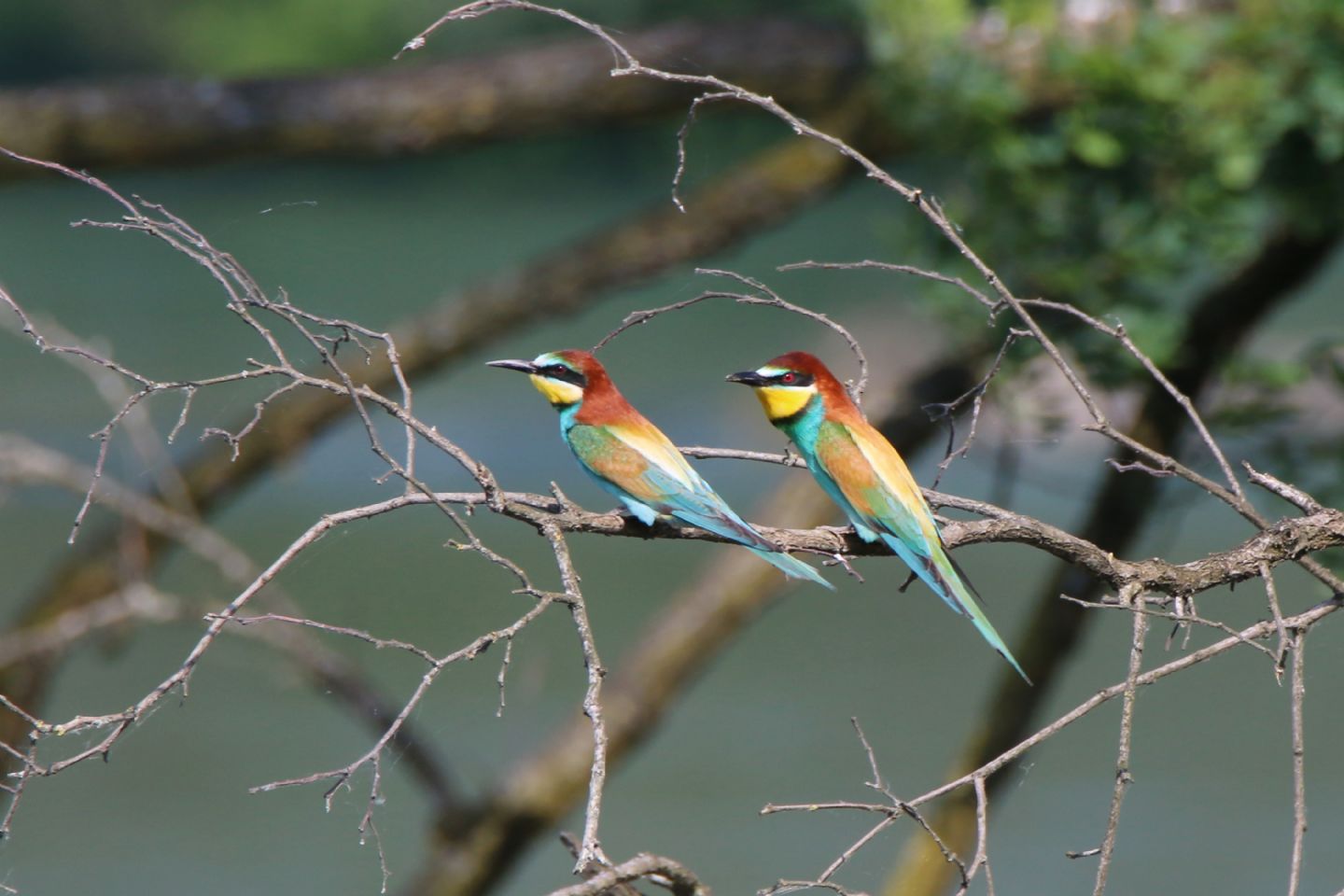 Gruccioni (Merops apiaster)